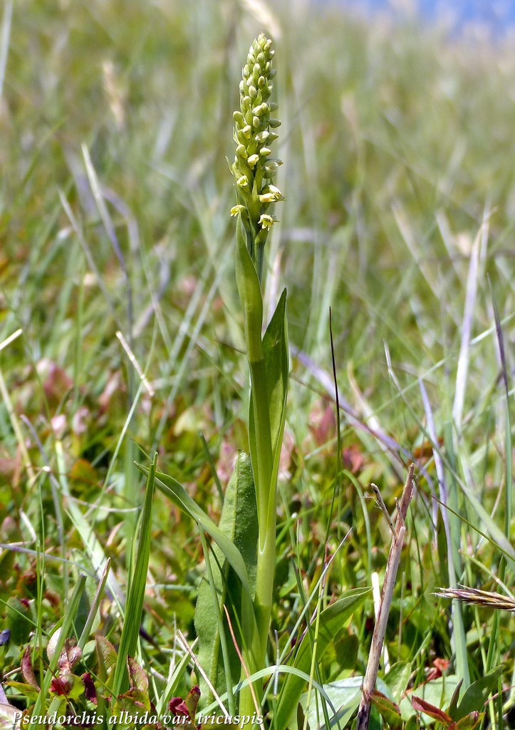 Monti della Laga, N.widderi, P.albida var. tricuspis e altre orchidee 27 giugno 2015